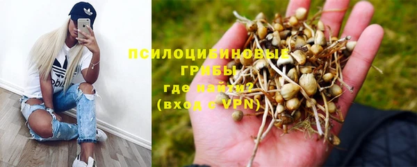 ПСИЛОЦИБИНОВЫЕ ГРИБЫ Новозыбков